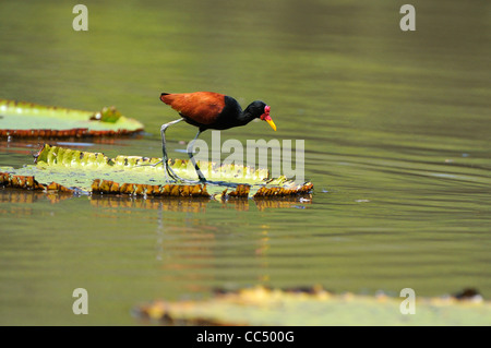 Wattled Blatthühnchen (Jacana Jacana) zu Fuß auf riesige Seerose Blatt, Fisch, Guyana Stockfoto