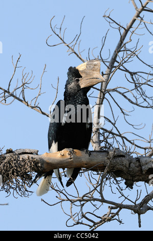 Schwarz und weiß Casqued Hornbill (Bycanistes Subcylindricus) männlichen thront auf Zweig, Masai Mara, Kenia Stockfoto