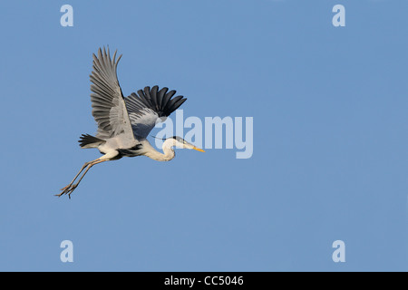 Cocoi Heron (Ardea Cocoi) während des Fluges, Fisch, Guyana Stockfoto