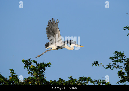 Cocoi Heron (Ardea Cocoi) Flug von Baum, Fisch, Guyana Stockfoto