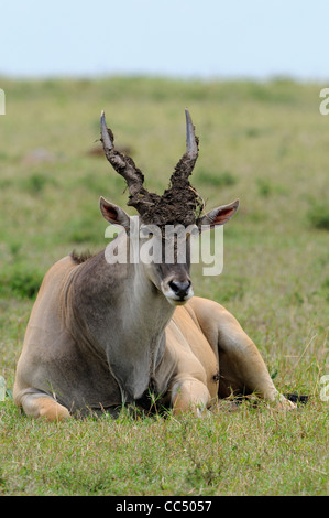 Eland (Tauro Oryx) Männchen sitzen auf Boden, Schlamm, Masai Mara, Kenia Geweih Stockfoto