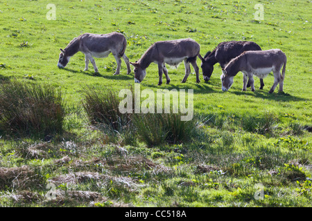Vier Esel Weiden in einem Feld in der Nähe von Balldehob, County Cork, Irland. Stockfoto
