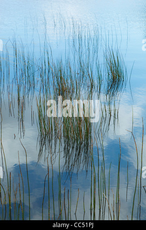 Schilf in Gougane Barra Lake in Gougane Barra Forest Park, Grafschaft-Korken, Irland. Stockfoto