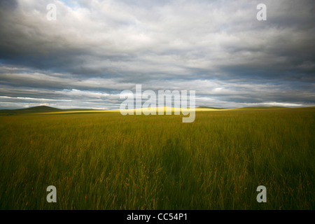 Hulun Buir Grünland, Manzhouli, Hulunbuir, Innere Mongolei, China Stockfoto