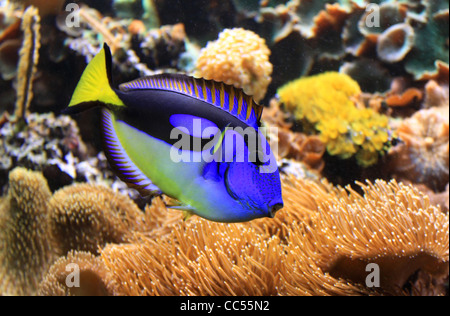 Aquarium-Farbe Stockfoto