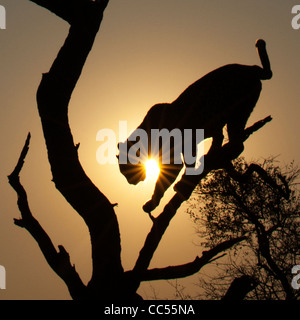 Die Silhouette eines Leoparden bei Sonnenuntergang einen Baum klettern Stockfoto