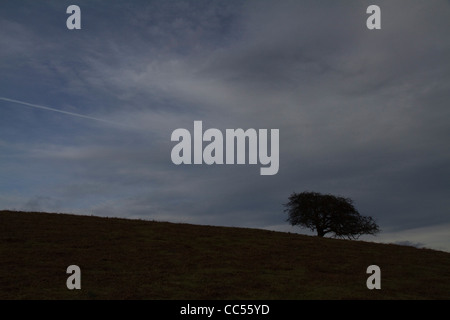 Ein Weißdorn Baum auf dem Garway Hill in Monmouthshire Stockfoto