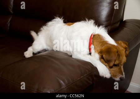 Eine süße Jack Russell Terrier liegt auf dem Arm eines Sofas suchen traurig Stockfoto