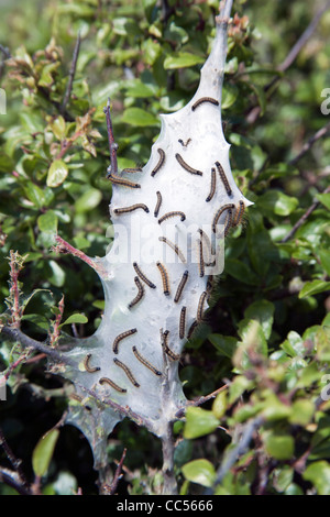 Lacky Falter Raupe; Malacosoma Neustrien; mit Cocoon; UK Stockfoto