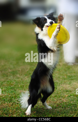 Border-Collie Hund stehen und hält eine Gericht in Mund Stockfoto