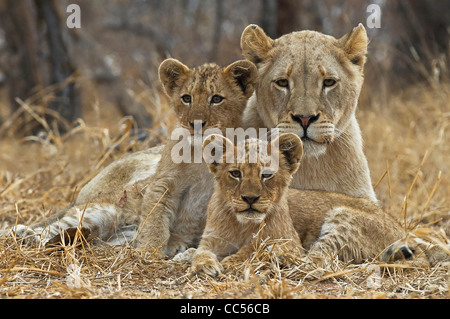 Löwin mit jungen Stockfoto