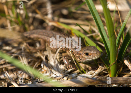 Zauneidechse; Lacerta Agilis; Young; Cornwall; UK Stockfoto