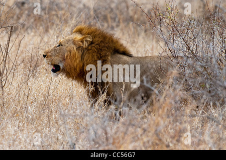 Ein männlicher Löwe schlich Stockfoto