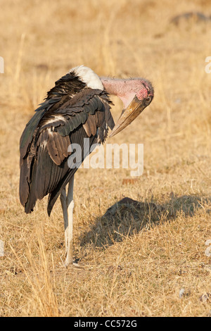 Pflege nach der Fütterung Marabou Storch Stockfoto