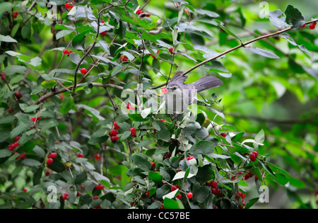 graues Catbird thront auf einem Ast von einem Weihnachten Beere Strauch mit eine Beere im Schnabel Stockfoto