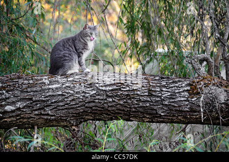 Katze sitzt auf einem großen Ast der Trauerweide Baum seine Lippen lecken Stockfoto