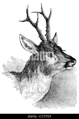 Rothirsch Cervus Elaphus Kopf Geweih Beute Hirsch Hart Geweih Pelz Mantel wild gejagt Spiel Tiernatur Wildfleisch Stockfoto