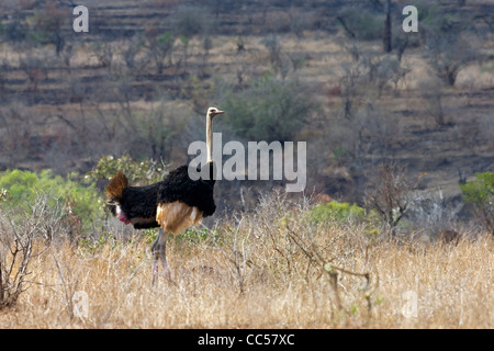 Eine gemeinsame Strauß in Südafrika Stockfoto