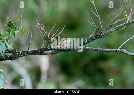 ein Zaunkönig-Vogel sitzend auf einem Ast Stockfoto