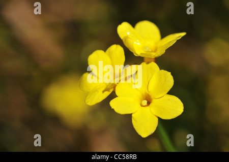 Gelbe Blüten des Jasminum nudiflorum (Winter-Jasmin) Stockfoto