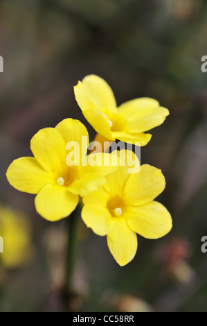 Jasminum Nudiflorum (Winter Jasmine) Stockfoto
