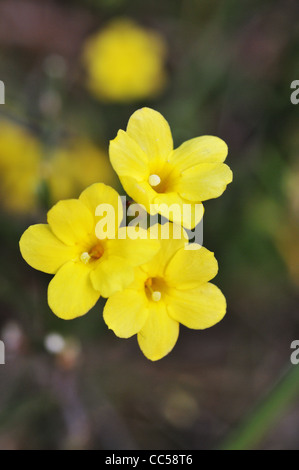 Kleine gelbe Blüten o Jasminum nudiflorum (Winter-Jasmin) Stockfoto