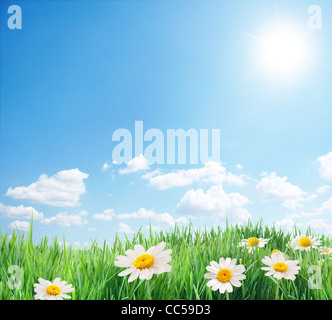 Helles, üppiges Gras im Sonnenlicht. Malerischer Tag und wunderschöne