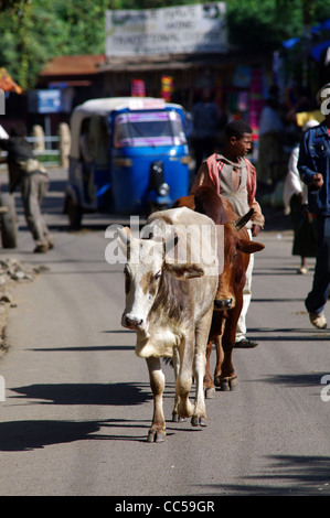 Straßenleben in Gondar, Äthiopien Stockfoto