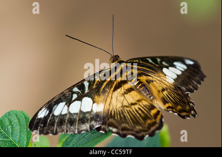 Ein Clipper-Schmetterling im Ruhezustand Stockfoto