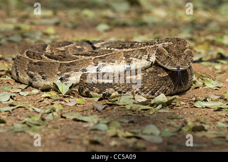 Ein Blätterteig Adder sensing Gerüche in der Luft Stockfoto