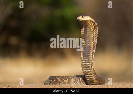 Ein Snouted Cobra zum Streik Stockfoto