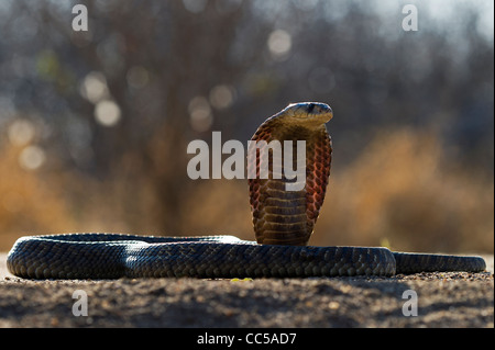 Ein Snouted Cobra zum Streik Stockfoto