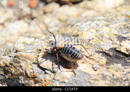 Bush-Cricket, typisch für die Sierra von Madrid Stockfoto