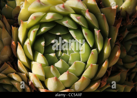 Grünpflanze Sempervivum Stockfoto