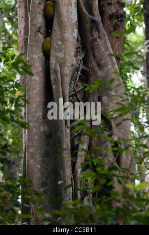 Jackfruit Baum (Artocarpus Heterophyllus) in das Udawatta Kele Heiligtum (Udawattakele), Kandy, Sri Lanka gesehen. Stockfoto