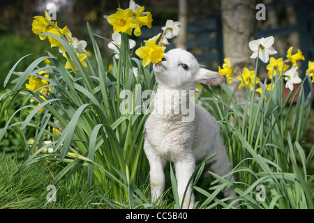 ein Welpe und Lämmer in der Narzissen als Spring Breaks in Devon Stockfoto