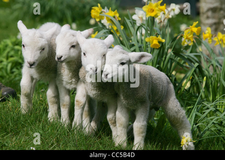 ein Welpe und Lämmer in der Narzissen als Spring Breaks in Devon Stockfoto