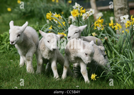 ein Welpe und Lämmer in der Narzissen als Spring Breaks in Devon Stockfoto