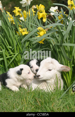 ein Welpe und Lämmer in der Narzissen als Spring Breaks in Devon Stockfoto