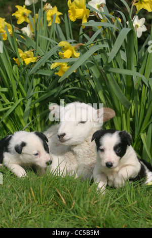 ein Welpe und Lämmer in der Narzissen als Spring Breaks in Devon Stockfoto