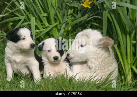 ein Welpe und Lämmer in der Narzissen als Spring Breaks in Devon Stockfoto