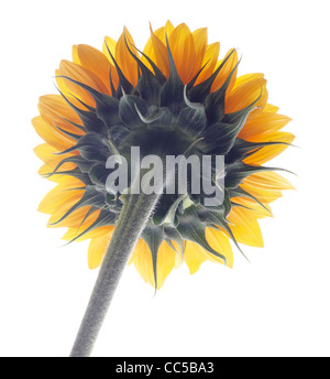 Zurück von Sonnenblume auf weißem Hintergrund Stockfoto