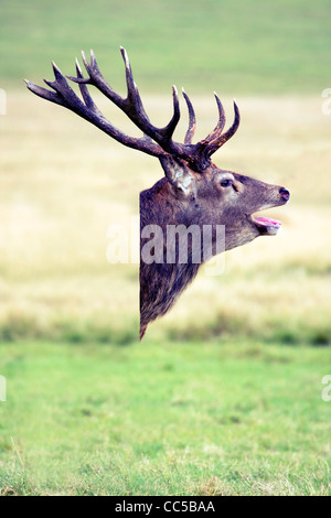 Hirsch Kopf zusammengesetztes Bild Stockfoto