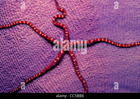 Schlangenstern, Ophiomastix Variabilis, Schwamm, Fidschi, Pazifischen Ozean Stockfoto