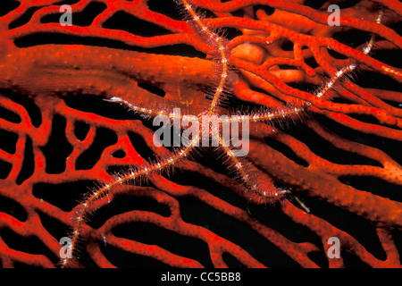 Schlangenstern, Ophiothrix Purpurea auf Gorgonien, Fidschi-Inseln, Pazifik Stockfoto