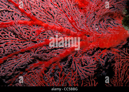 Gorgonien, Echinogorgia SP., Fidschi-Inseln, Pazifik Stockfoto