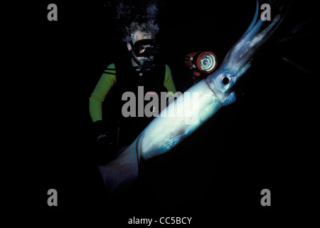 Riese oder Humboldt-Squid Dosidicus Gigas mit Taucher, Sea of Cortez, Mexiko Stockfoto