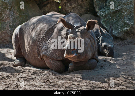 Mutter und Baby Nashorn auf dem Sand liegen Stockfoto