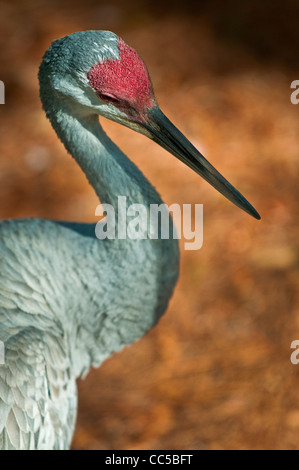 Nahaufnahme der Pflege seiner Federn Sandhill Kran Stockfoto