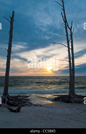 Tote Bäume am Strand bei Sonnenuntergang Lovers Key Stockfoto